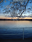 Cherry Blossom Picnic-15.JPG