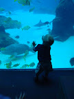 Georgia Aquarium-4.JPG