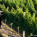 wine blending 5