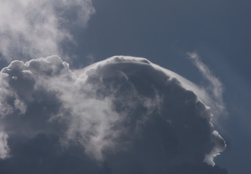 pileus_1639.jpg