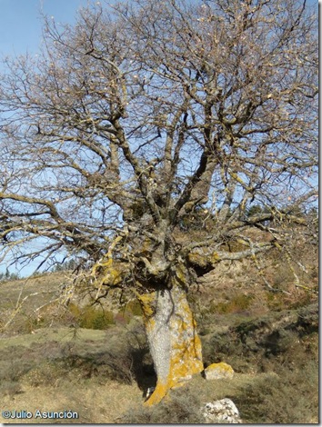 Roble singular Roble singular