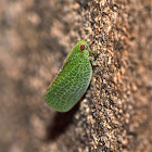 Plant Hopper