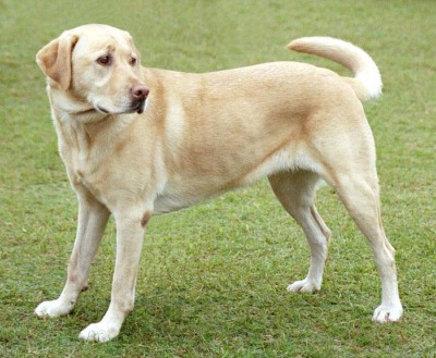 [YellowLabradorLooking_new[2].jpg]