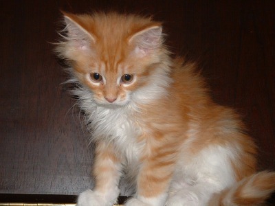 [Cat-MaineCoon-Cookie[5].jpg]