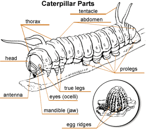 [caterpillar-body-answers6.gif]