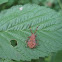 Heteroptera