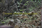 monkeys in the temple monkeys in the temple