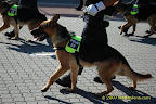 K-9 Unit