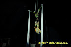 the spider and the butterfly act using cloth