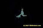more trapeze more trapeze