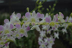 orchid