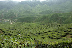 Fog at the top, view from Bharat tea plantation Fog at the top, view from Bharat tea plantation