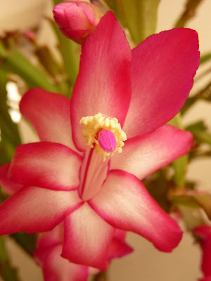 JARDIN NOV01