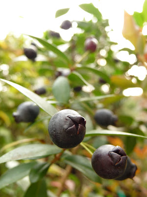 JARDIN NOV01