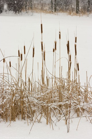 [20081224_Winter Cattails_0179[3].jpg]
