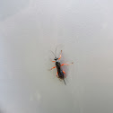 Ichneumon Wasp