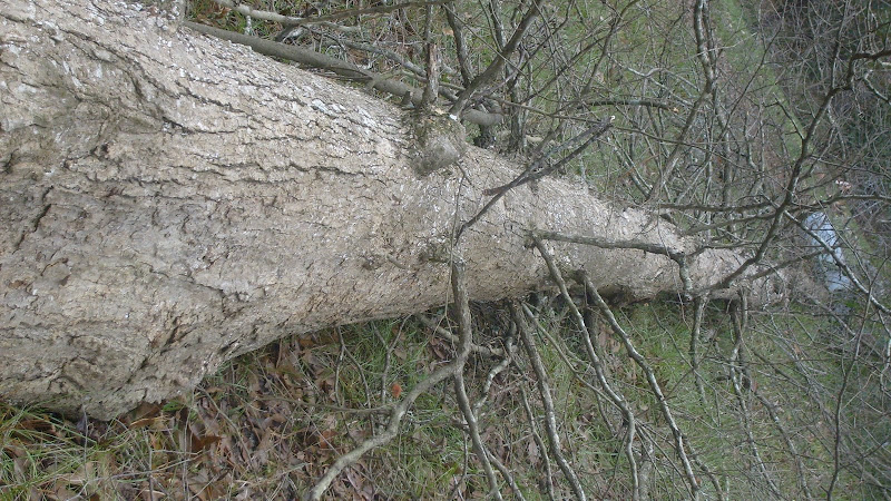S6304540.JPG