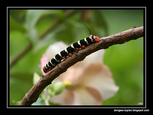caterpillar动物图片Animal Pictures