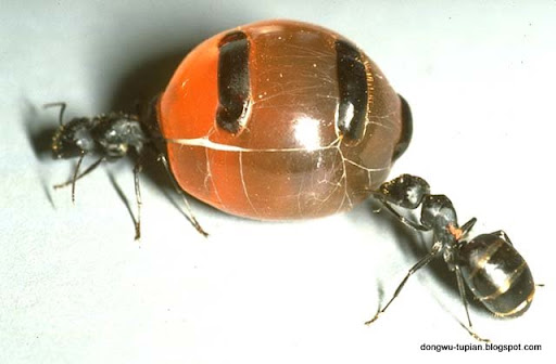 honey ant动物图片Animal Pictures