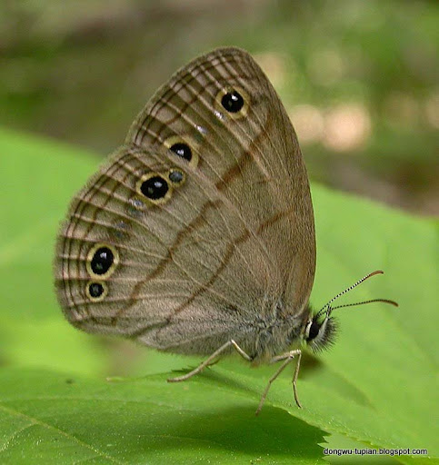 satyr butterfly动物图片Animal Pictures