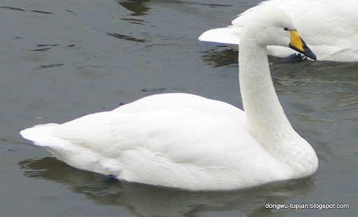 Whooper Swan动物图片Animal Pictures