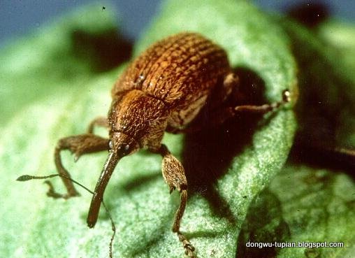 BOLL WEEVIL动物图片Animal Pictures