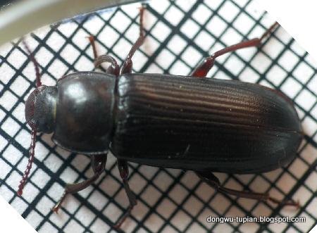 Darkling beetle动物图片Animal Pictures