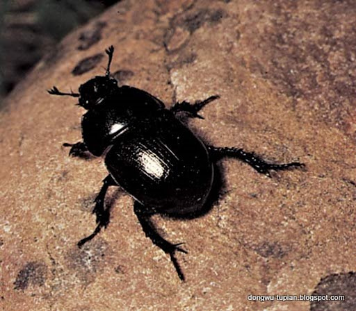 Dung Beetle动物图片Animal Pictures