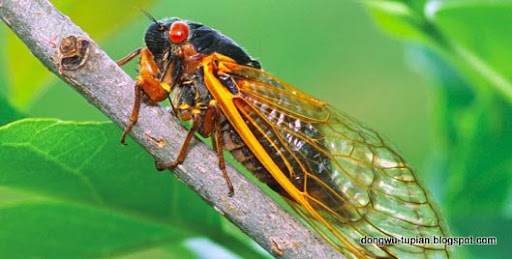 cicada动物图片Animal Pictures