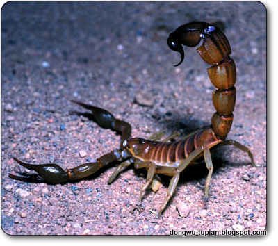 Scorpion动物图片Animal Pictures