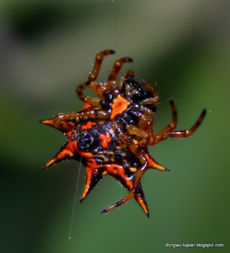 spider动物图片Animal Pictures
