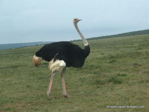 Africa ostrich动物图片Animal Pictures