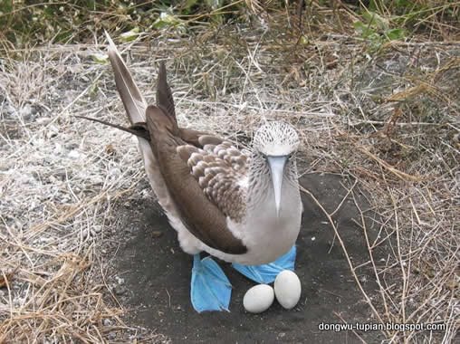Blue-footed Booby动物图片Animal Pictures