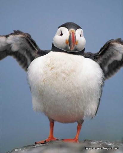 puffin动物图片Animal Pictures