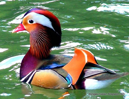 Mandarin Duck动物图片Animal Pictures