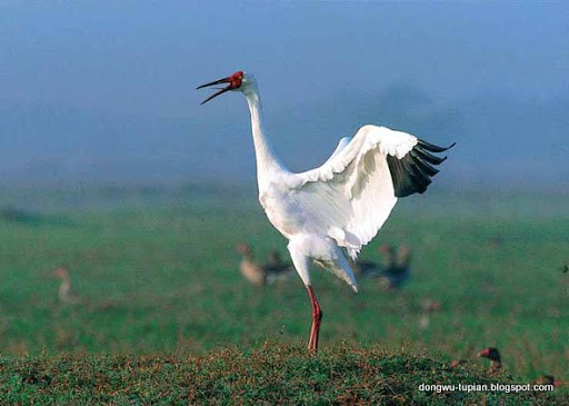 Siberian Crane动物图片Animal Pictures