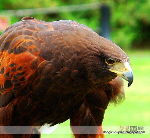 Golden eagle动物图片Animal Pictures
