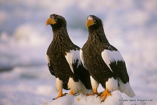 Kamchatkan Sea Eagle动物图片Animal Pictures