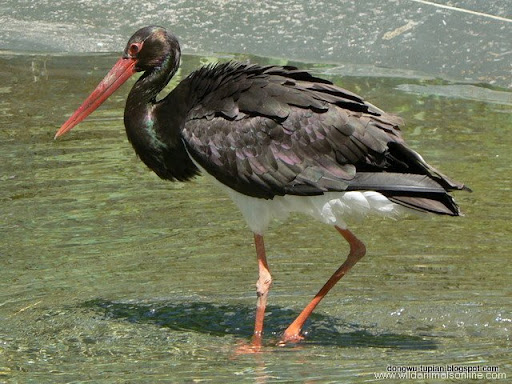 Black Stork动物图片Animal Pictures