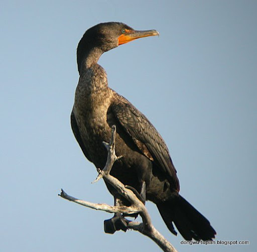 cormorant动物图片Animal Pictures