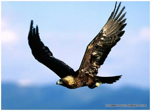 golden eagle动物图片Animal Pictures