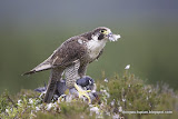 Peregrine Falcon动物图片Animal Pictures