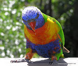 Rainbow Lory动物图片Animal Pictures