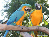Blue-and-Yellow Macaw动物图片Animal Pictures
