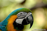 Blue-and-Yellow Macaw动物图片Animal Pictures