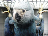 Little Blue Macaw动物图片Animal Pictures