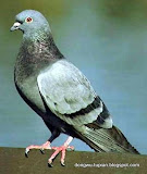 动物图片Animal Pictures- pigeon