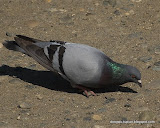 动物图片Animal Pictures- Rock Pigeon