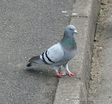 动物图片Animal Pictures Stock Pigeon