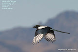 Black-billed Magpie动物图片Animal Pictures